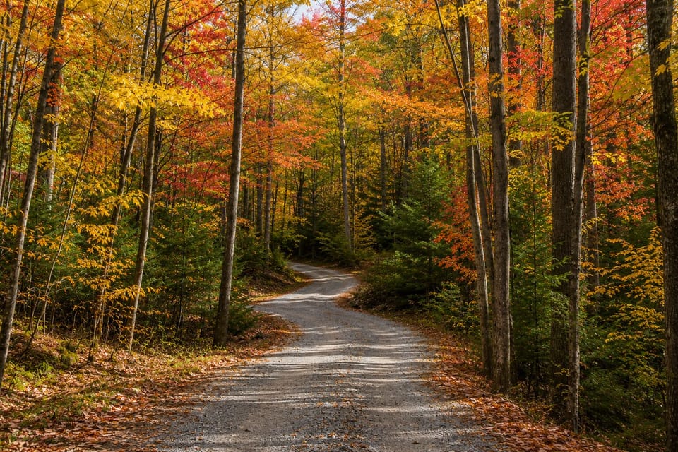 Immerse yourself in the beauty of the Smokies as fall colors surround the cabin in every direction.