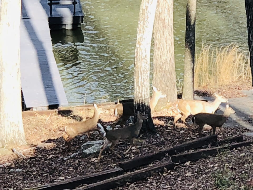 Herd of deer on the property