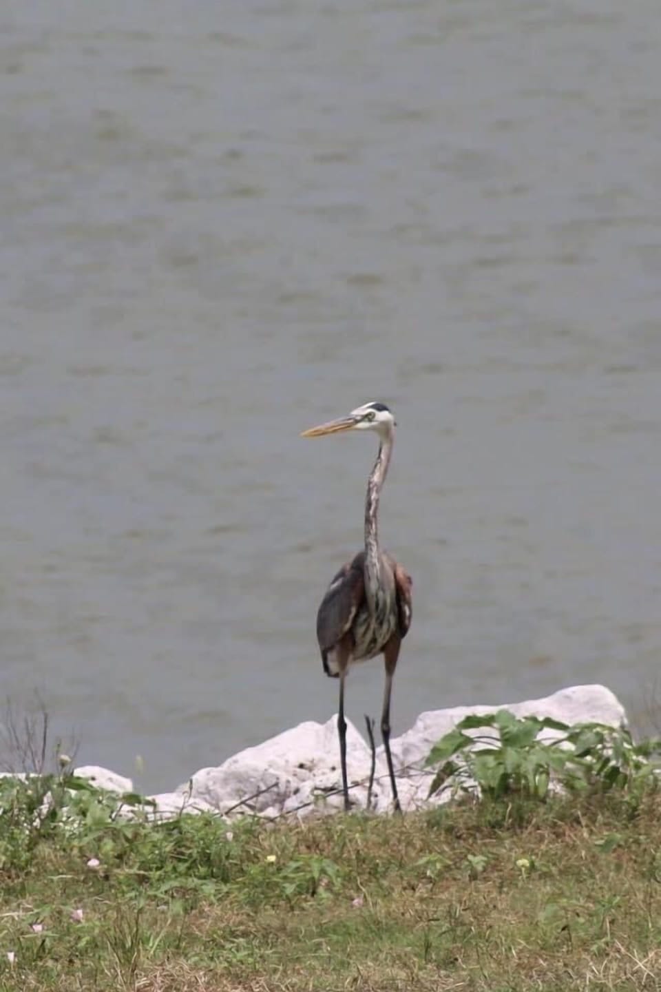 Birding is a popular activity 