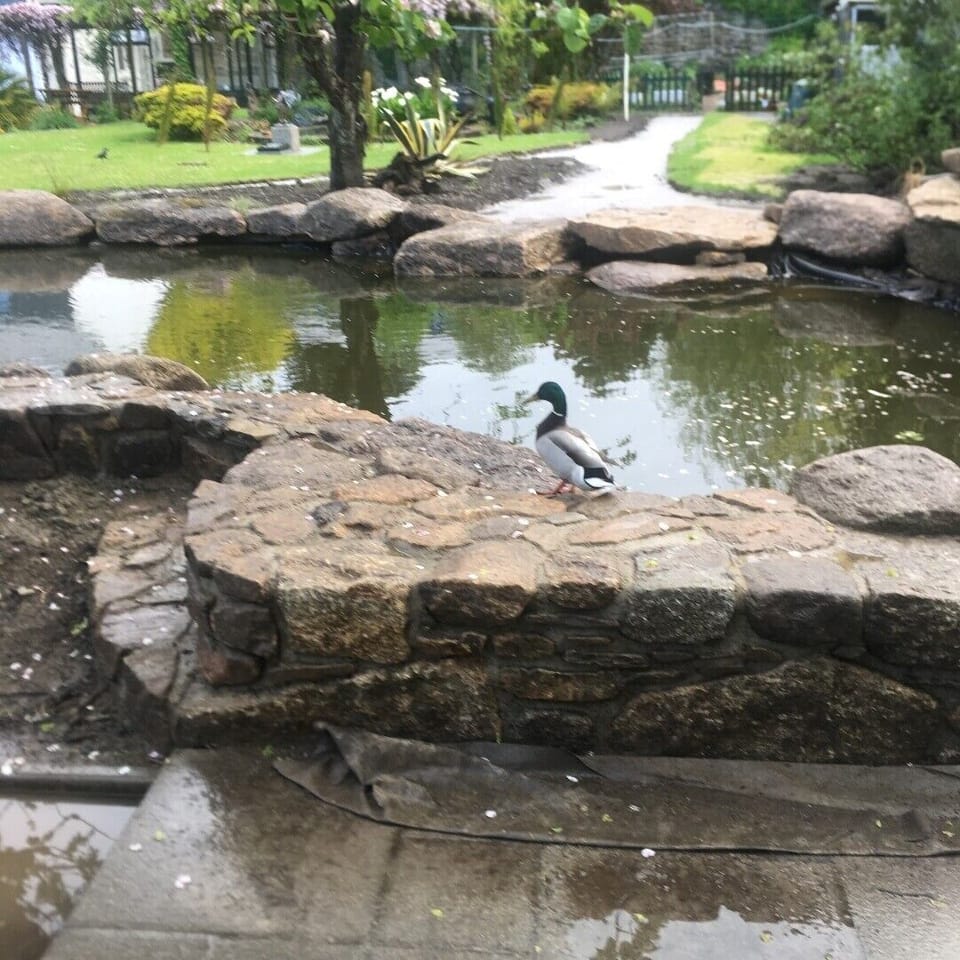 Natural koi pond.  The conservatory in the top left corner
