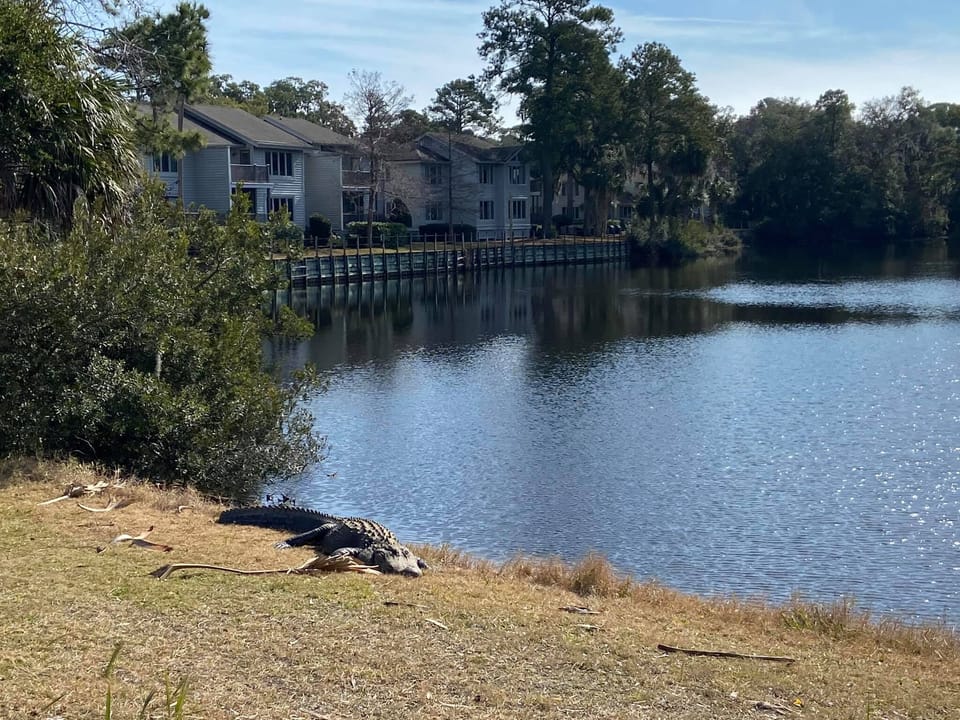 An extra guest! Permanent resident of the Lagoon