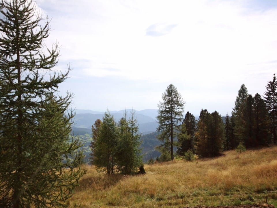 Cloud, Sky, Plant, Natural Environment, Larch, Natural Landscape, Highland, Vegetation, Tree, Wood