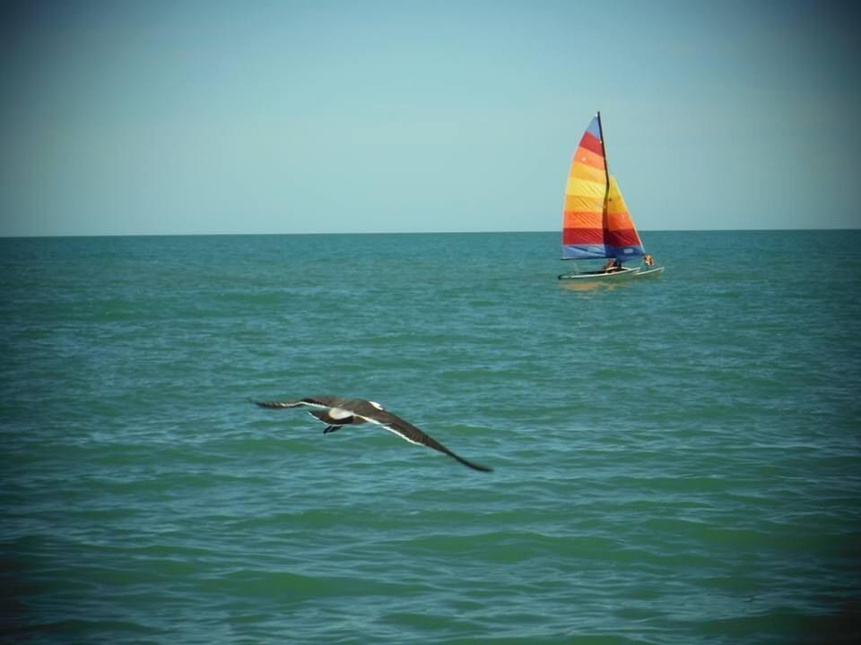 Sailboat rentals