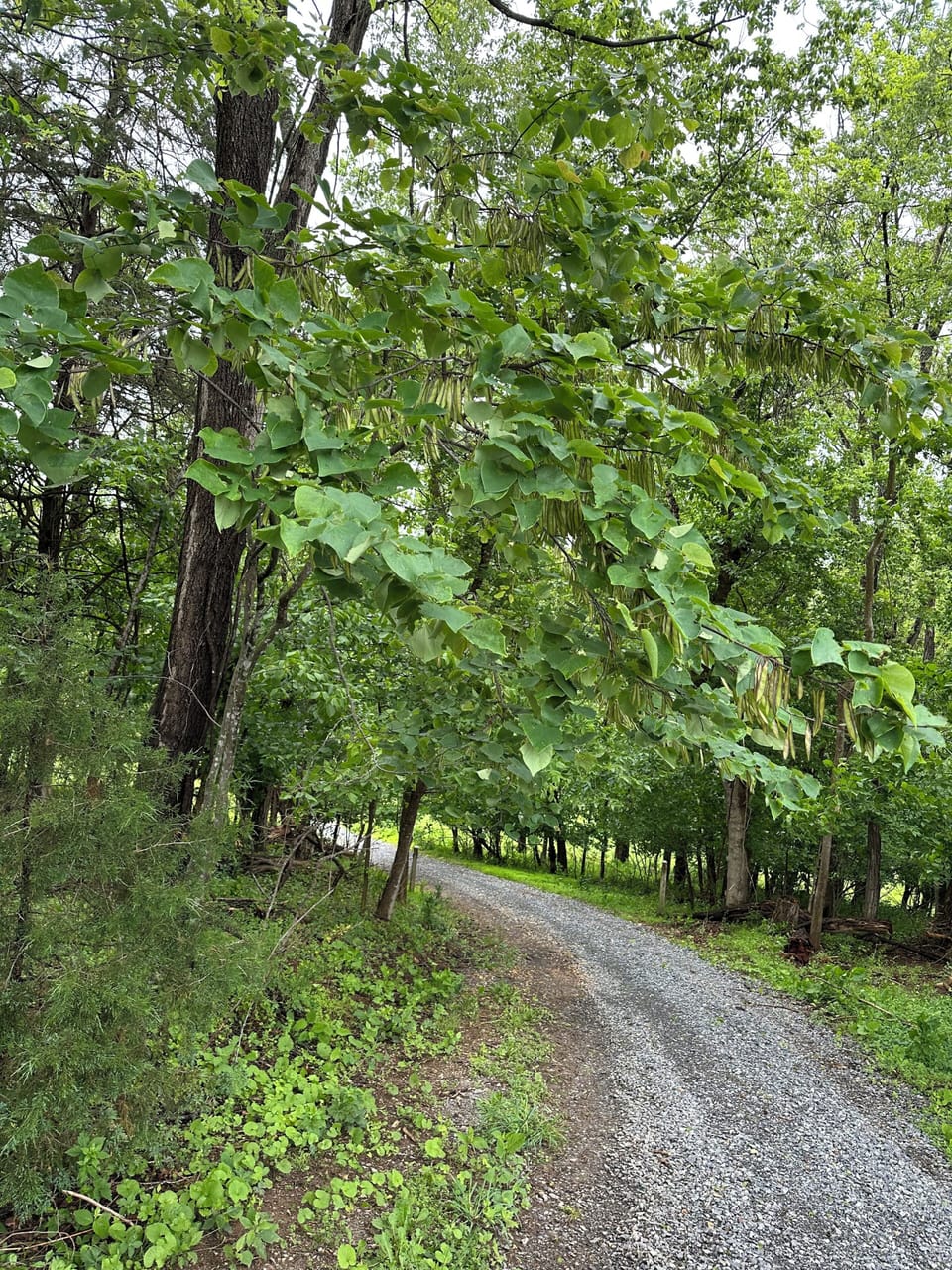 On property access road to river