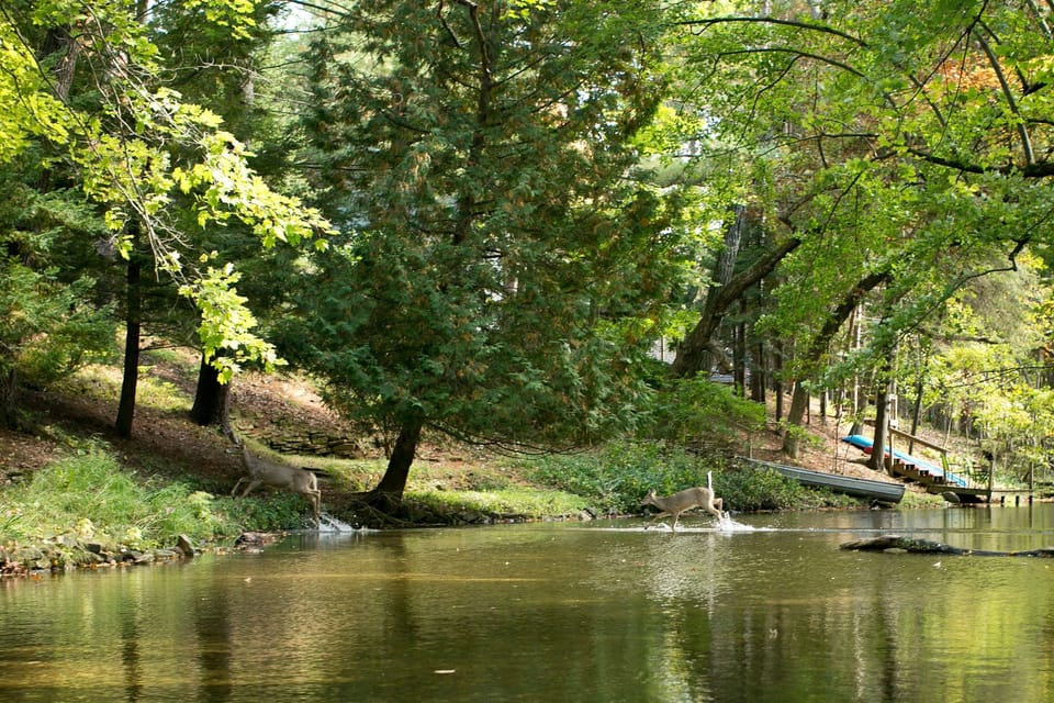 Deer crossing creek viewed from dining room
