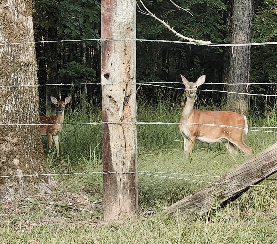Wildlife are present and abundant.