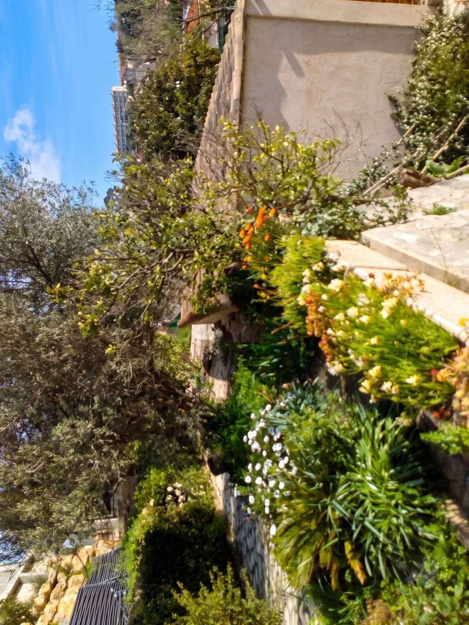 Garden view