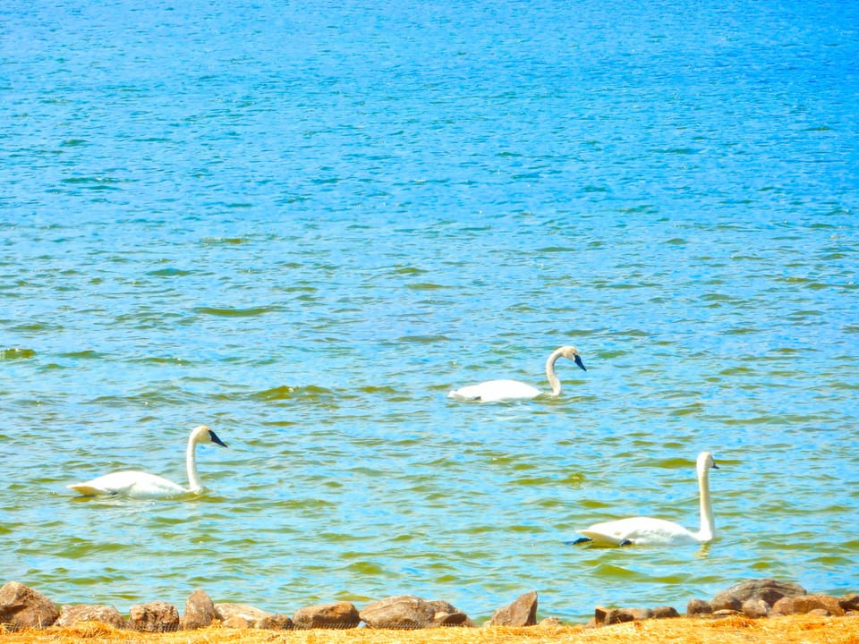 Trumpeter Swans on Shoreline.
