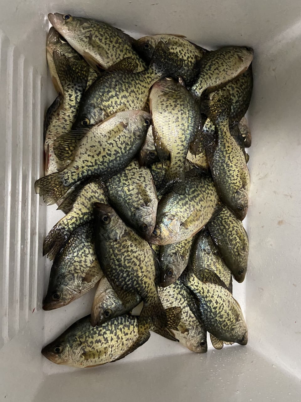 Fish Crappies