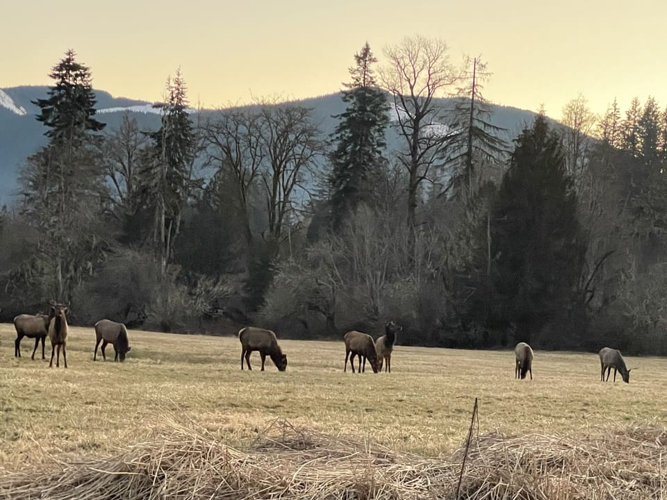 You will often be welcomed by Elk on your drive along the National Park Hwy.