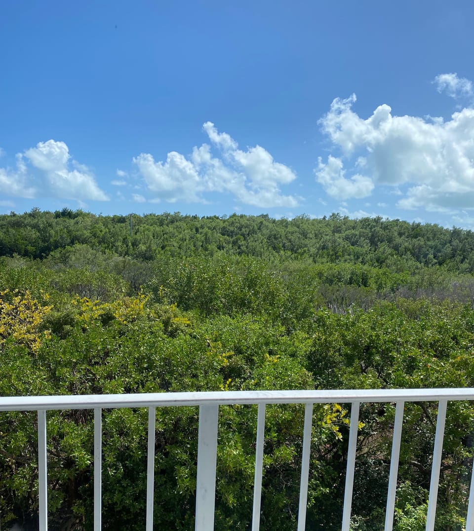 Mangrove view from balcony