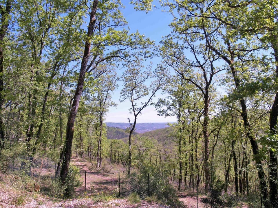 Sky, Plant, Natural Landscape, Tree, Trunk, Wood, Terrestrial Plant, Landscape, Grass, Forest