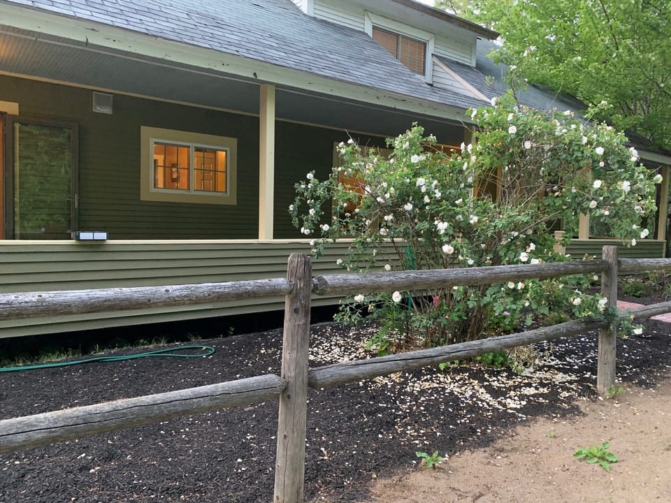 Beautiful rose bush at the front of the house