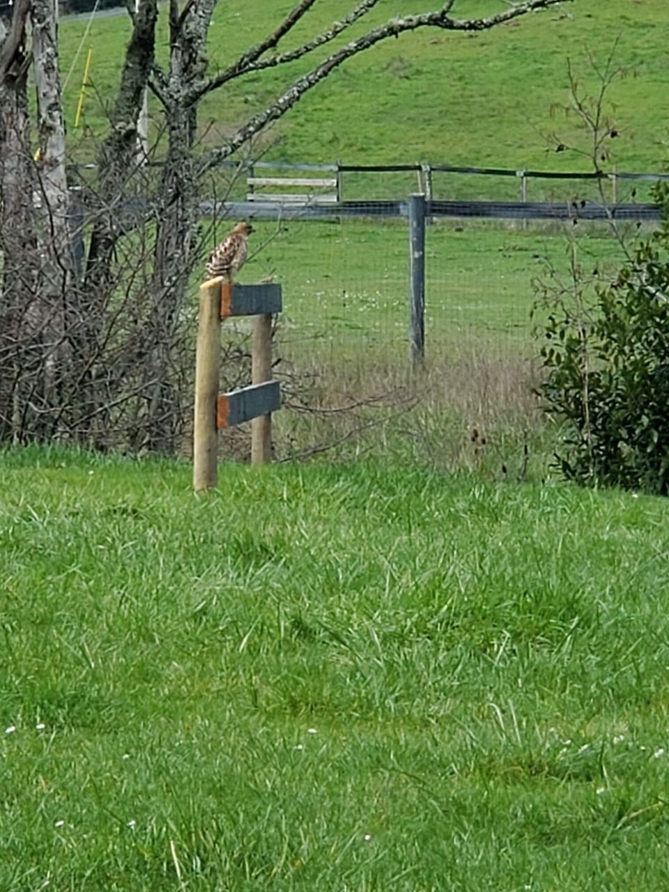 This Hawk lives on the Ranch