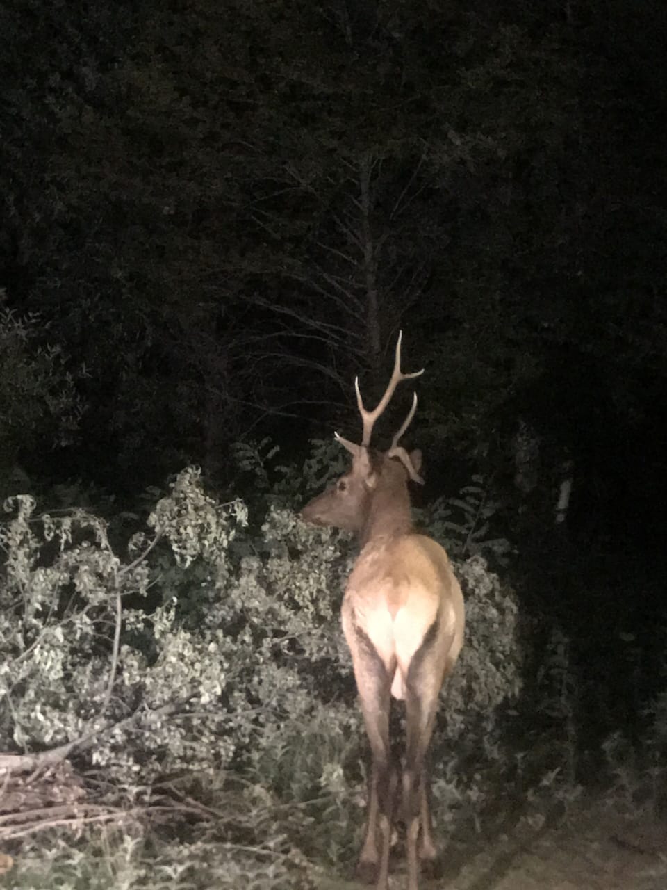 wild life in the yard.