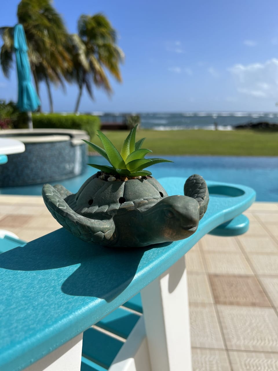 Hello from Mr Turtle