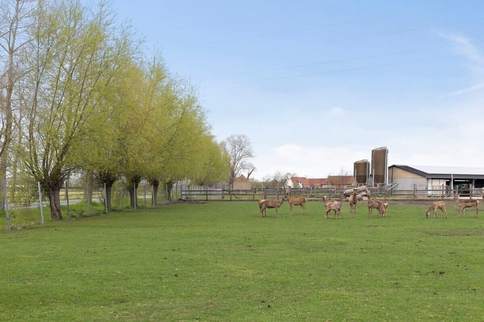 View of green surroundings - enjoy the unique view of the deer grazing in the adjacent meadow