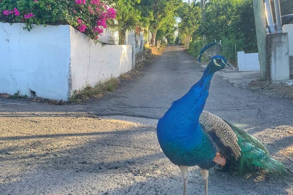 Local Peacock standing at the entrance to Seagrape Street 