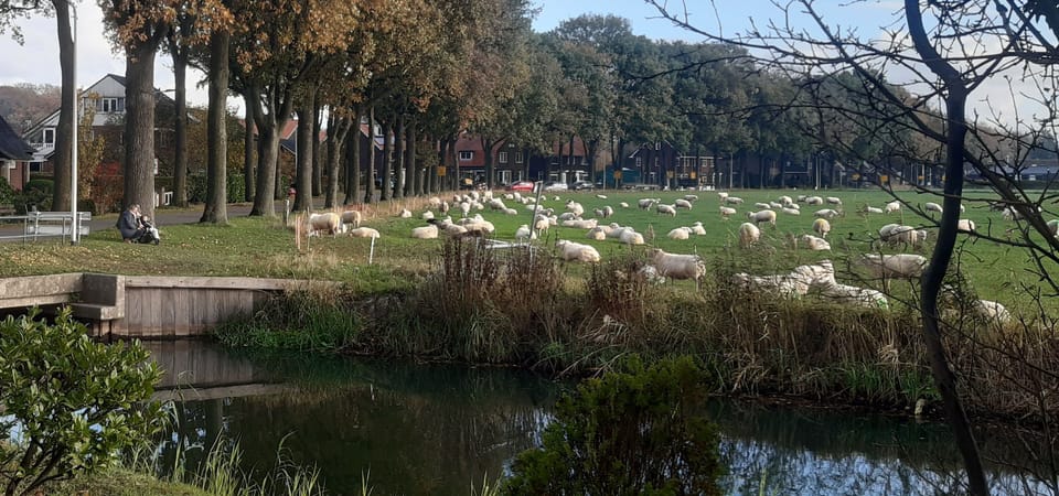 de schaapherder is er af en toe met haar kudde