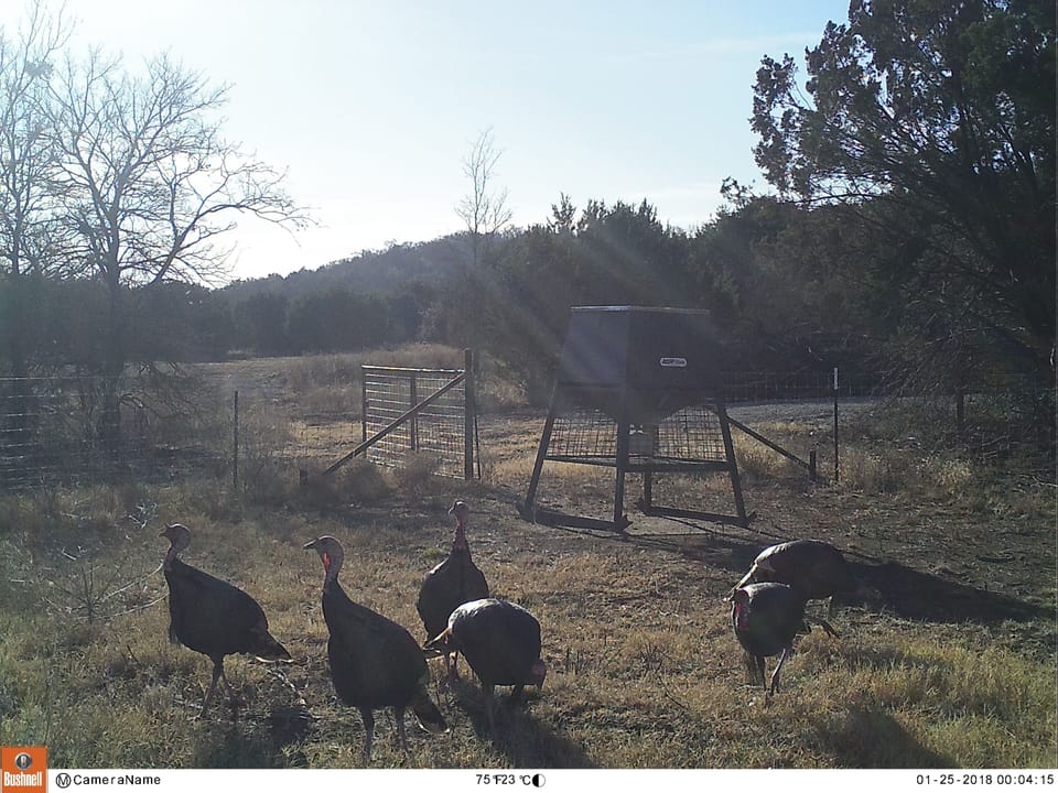 Lake Godstone Wild turkey at feeders