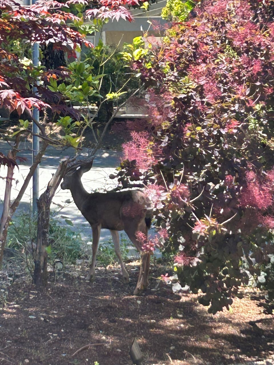 A beautiful neighborhood, great for walking. Close to trails in Edgewood Park