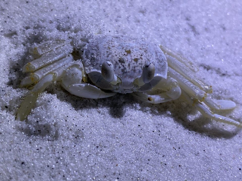 Snow Crab