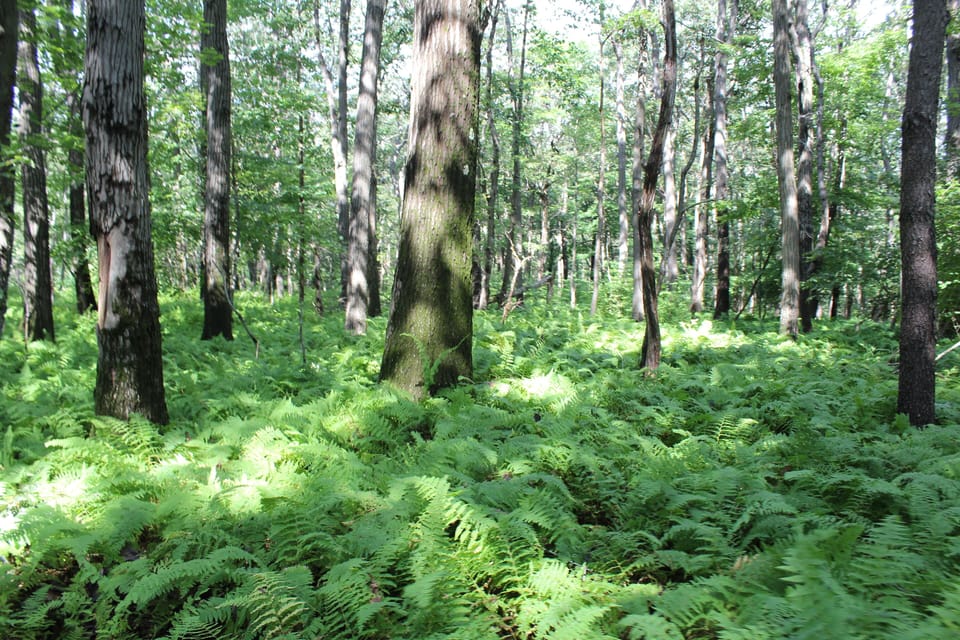 Woods at Pine Ridge Park, a 5 minute drive away