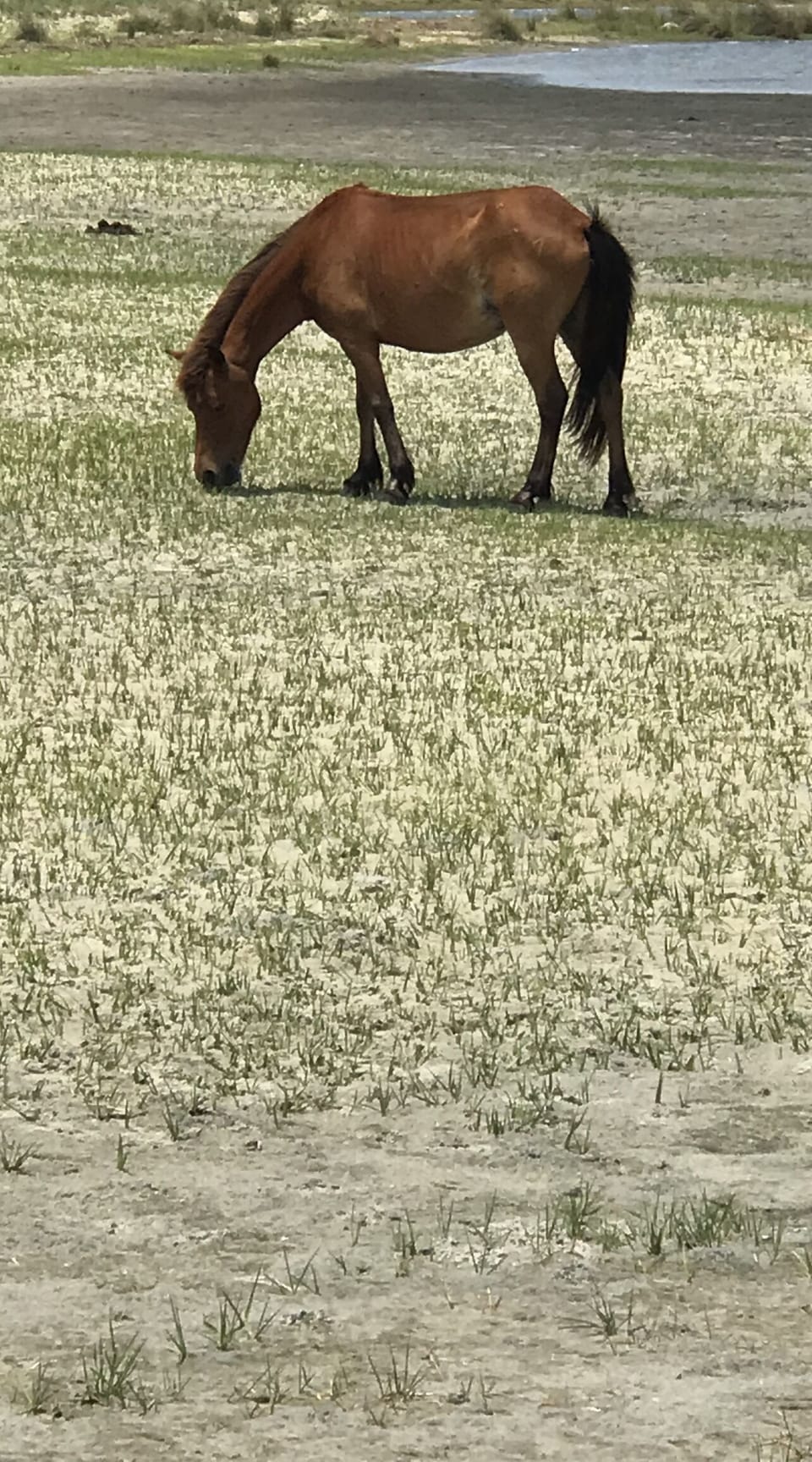 Shackleford Banks wild pony