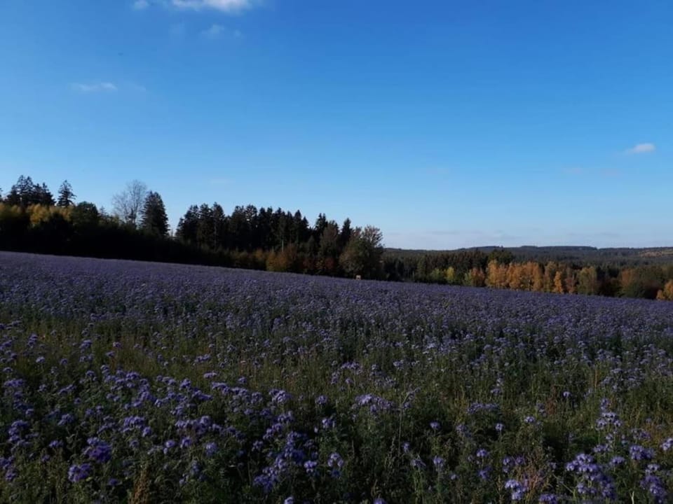 Region [summer] (>5 km)