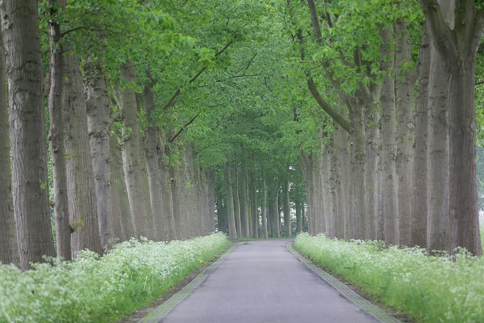 Region [summer] (>5 km)