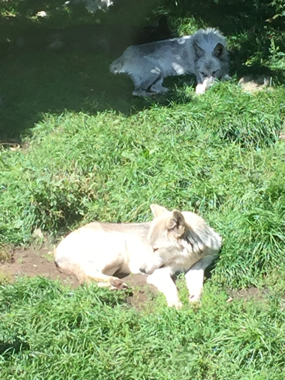 Haliburton Wolf Centre