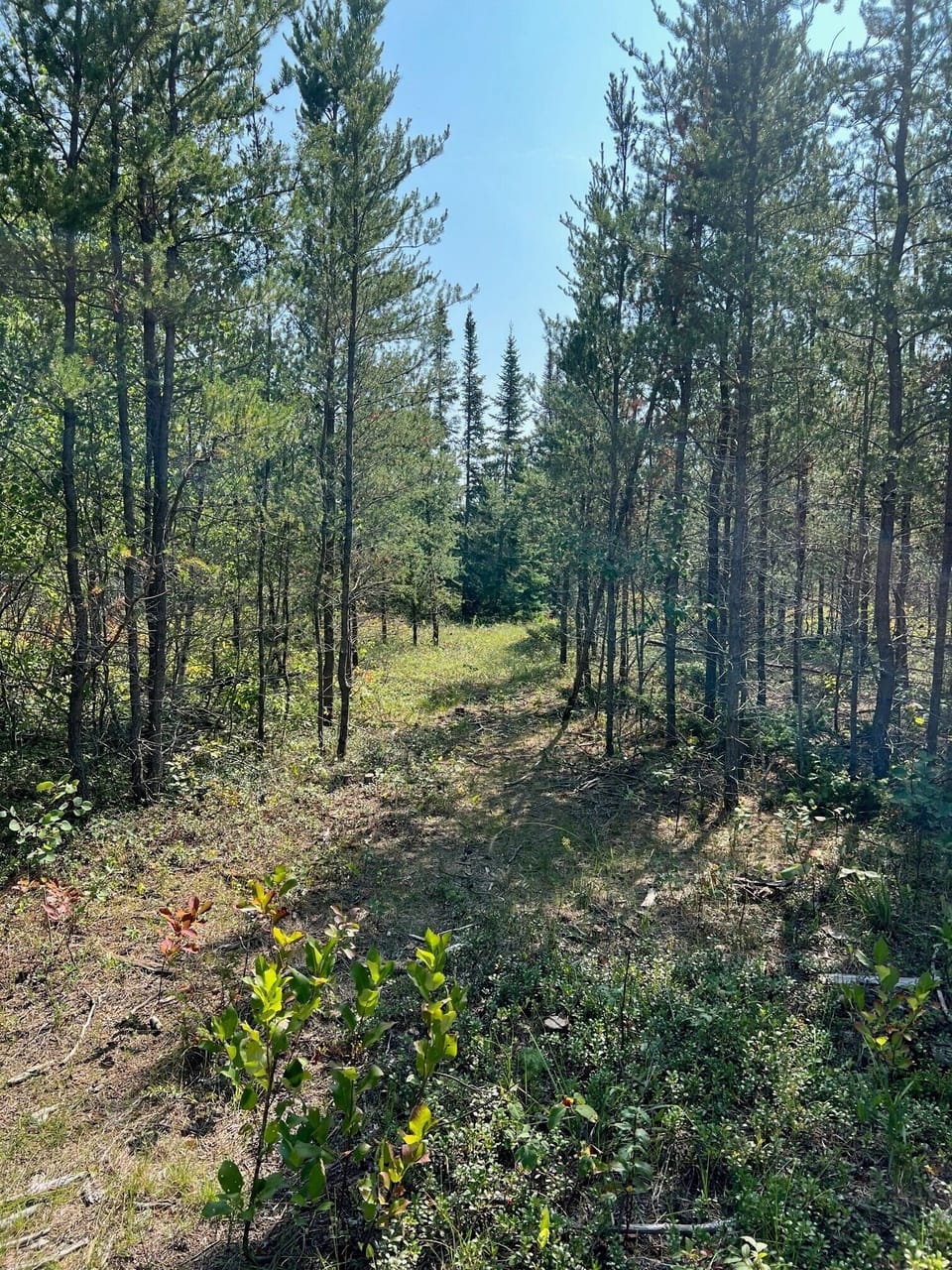 Nearly trails