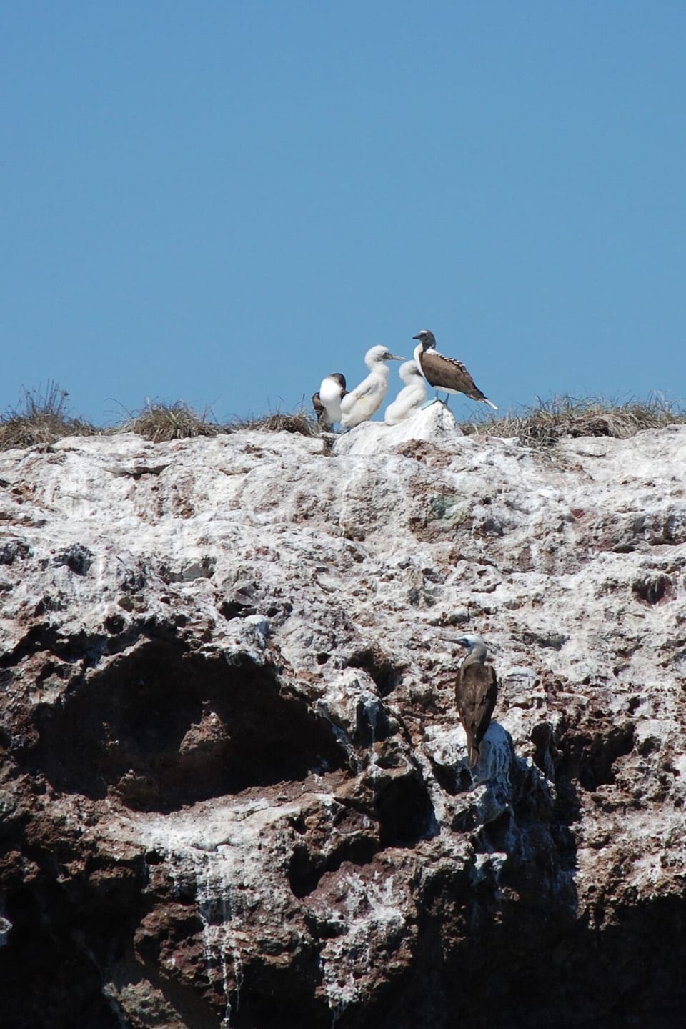 Blue footed boobies on Marietas Islands