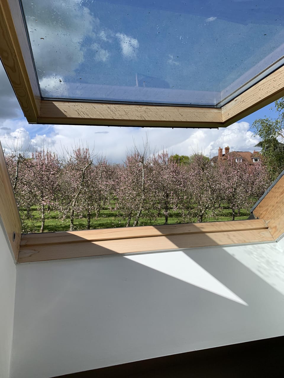 Springtime views of the cider apple trees in blossom