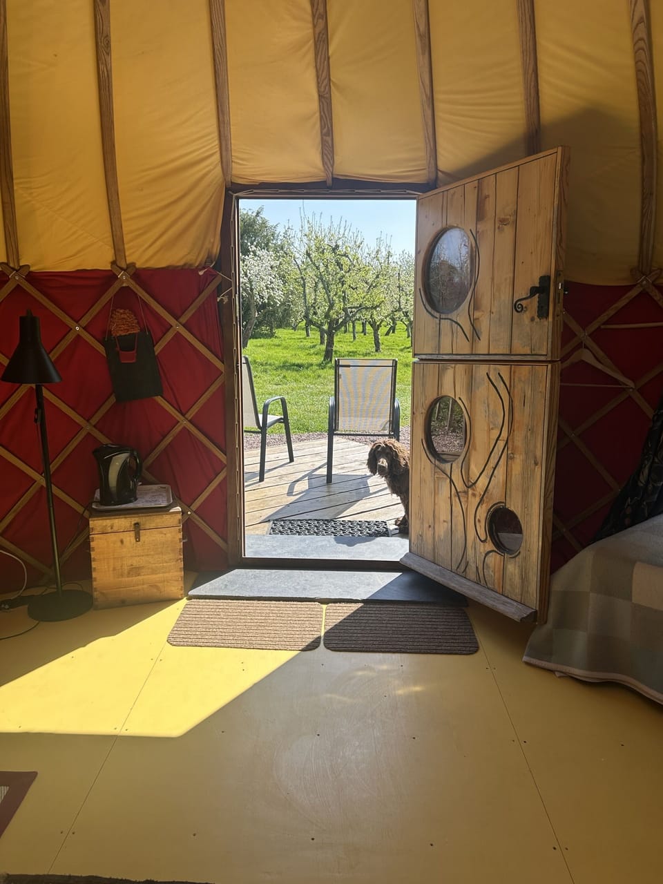 Cai Yurt, enjoying the orchard with 4 legged friends