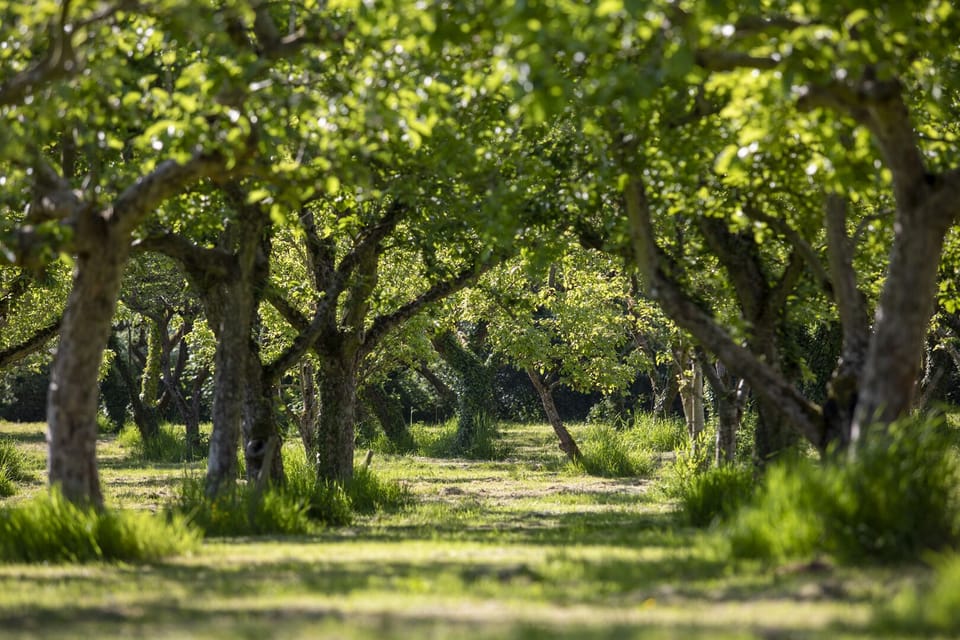 The orchard in summer