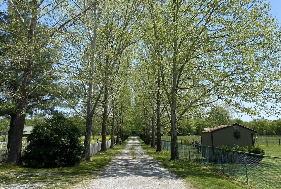 Driveway going to farm behind the home…beautiful!!! (Back farm not accessible)
