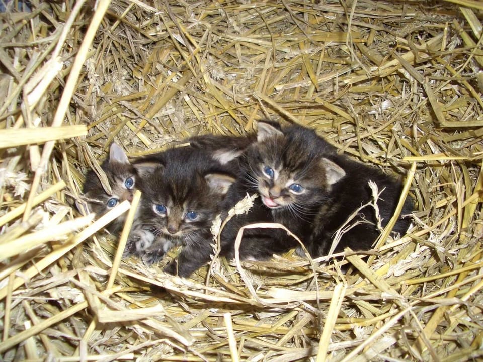 Miscellaneous