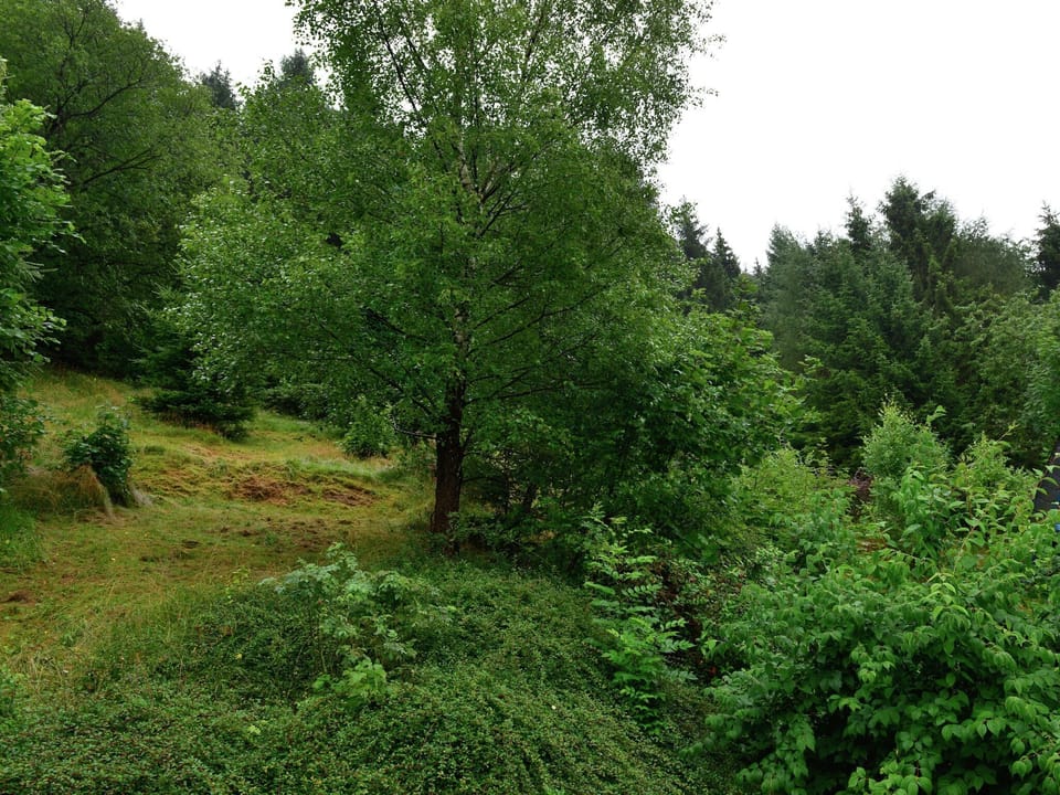 Immediate Surroundings [summer] (<1 km)