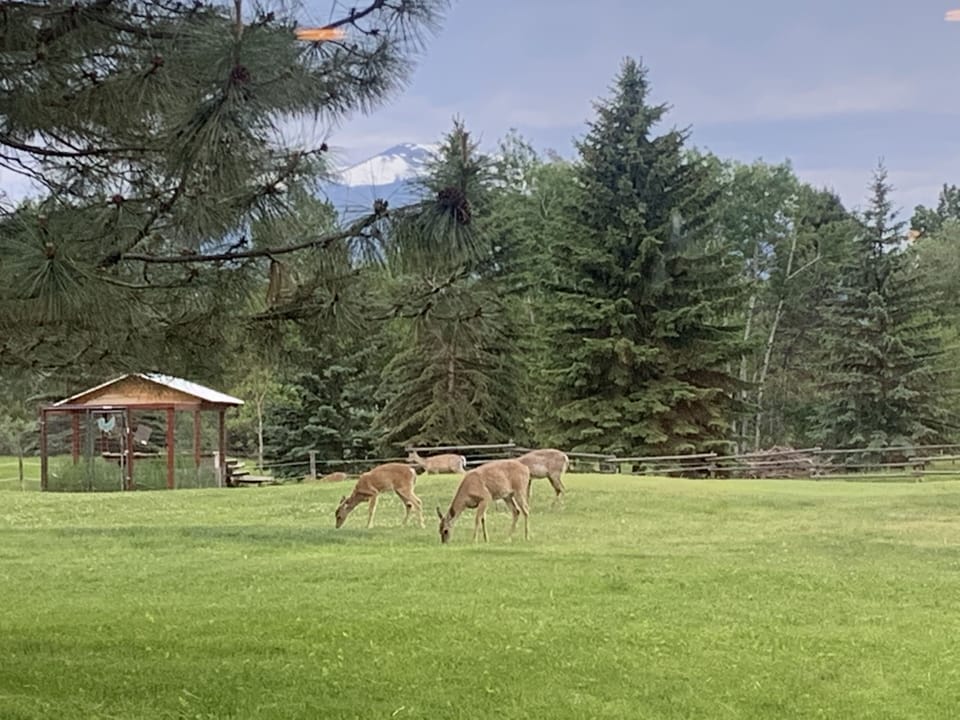 Deer love to make themselves at home on the spacious lawn 