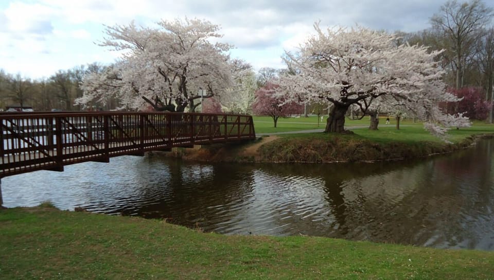Stroll beneath blooming trees for a peaceful afternoon escape.
