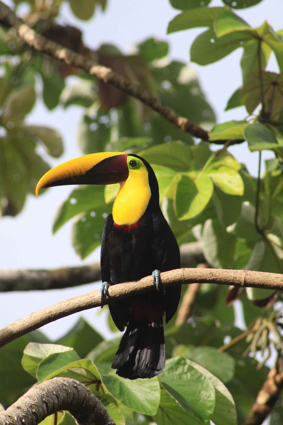 Toucan