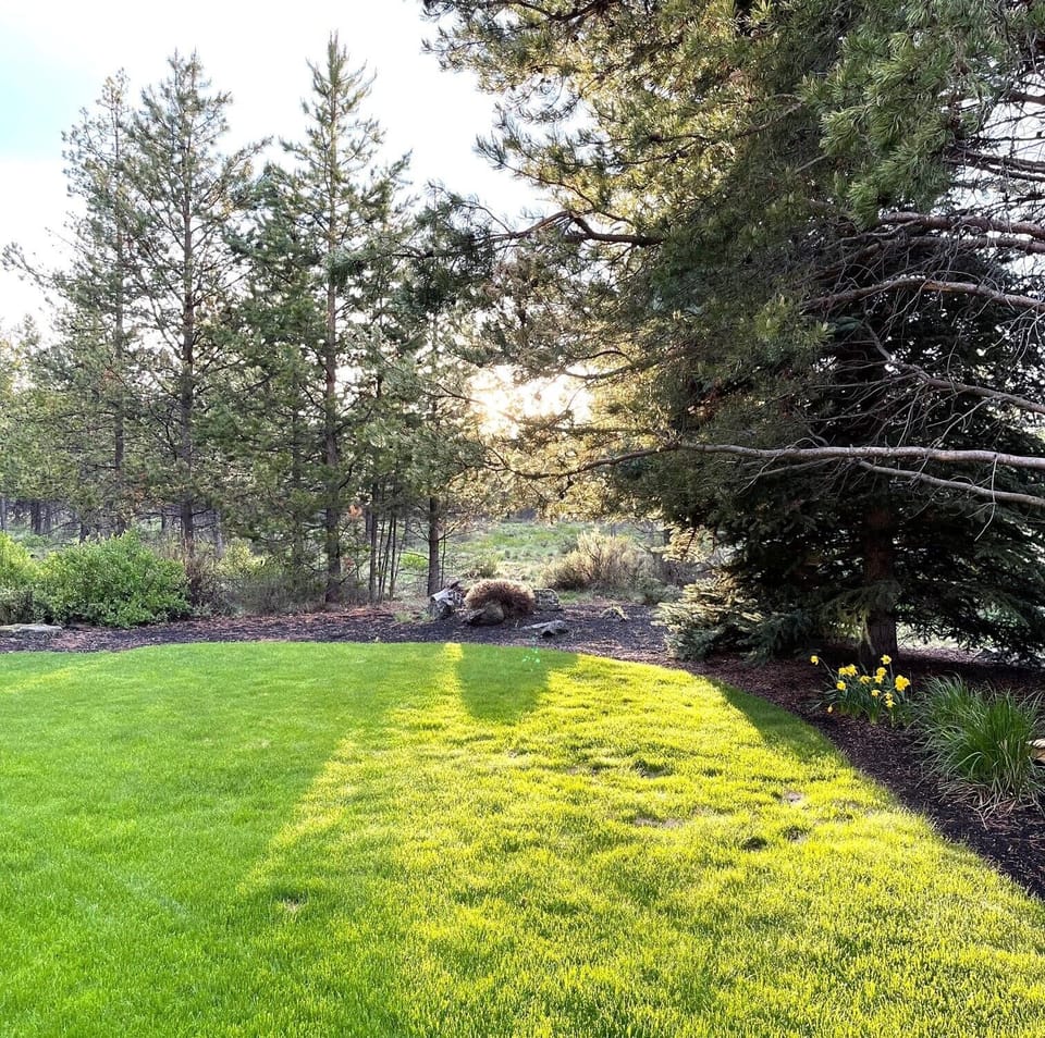 back patio view