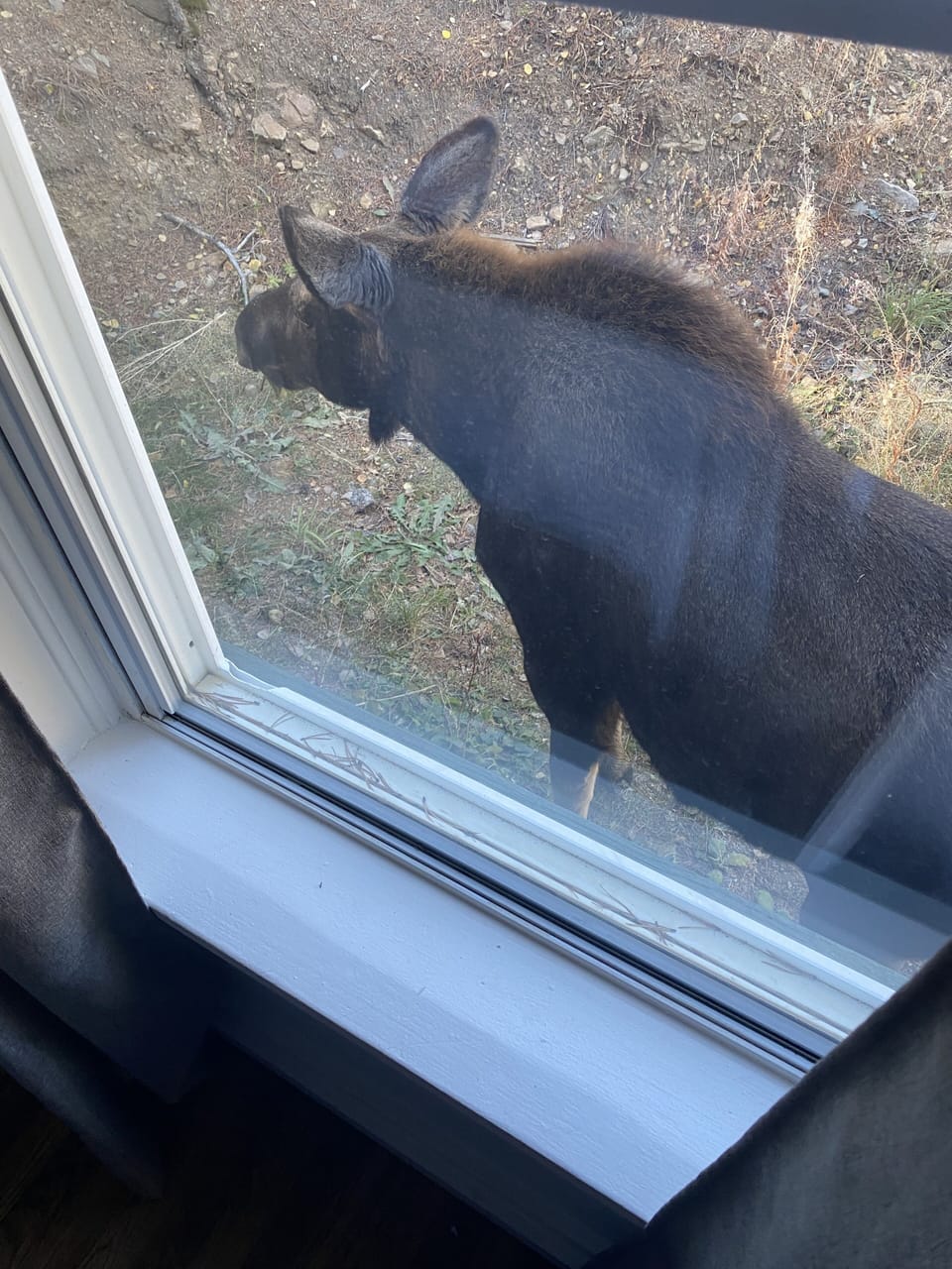 Moose and Family