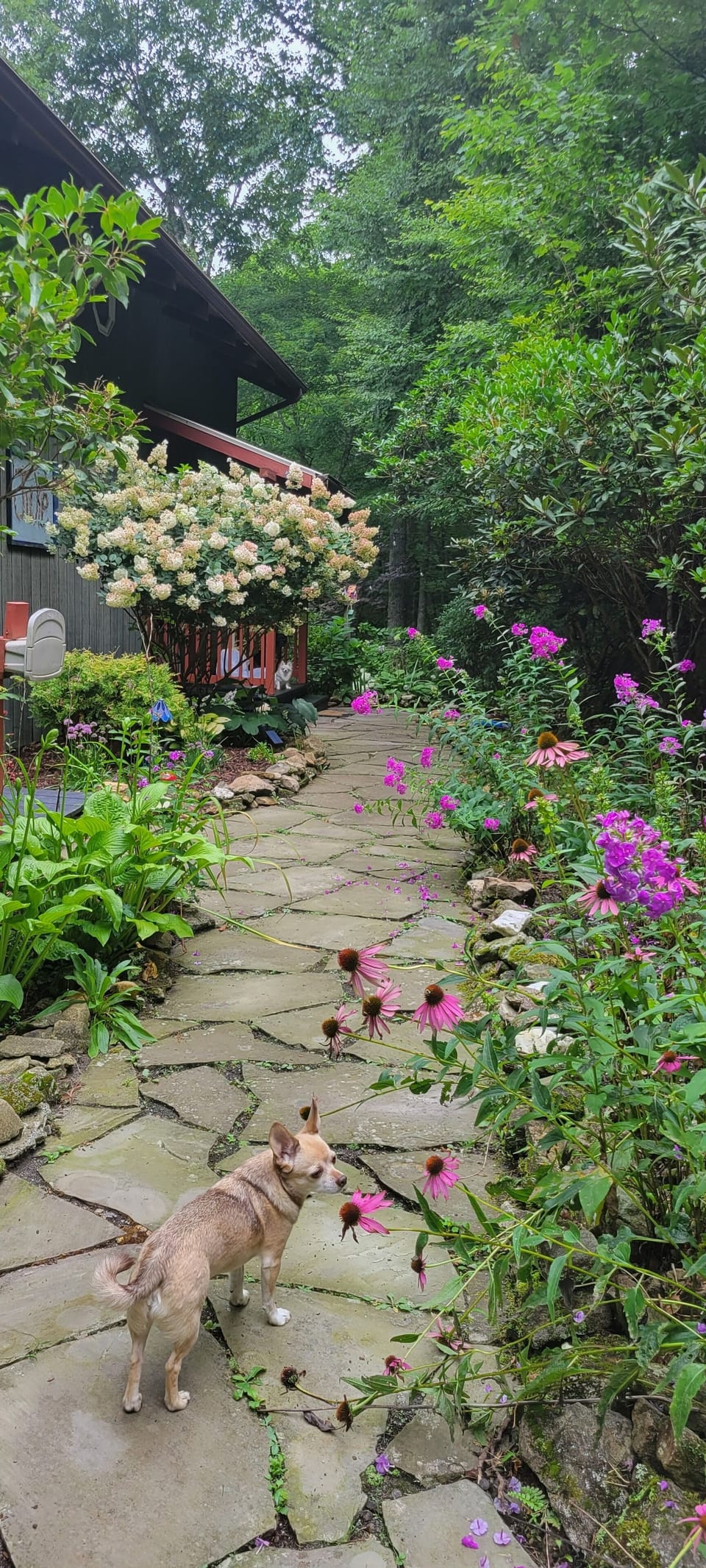 Front walkway during summertime 