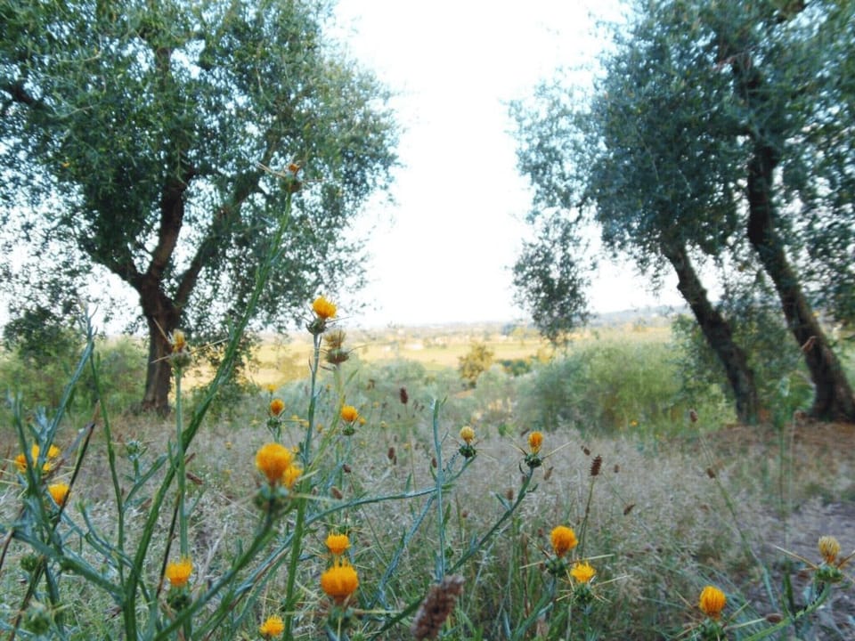 Region [summer] (>5 km)