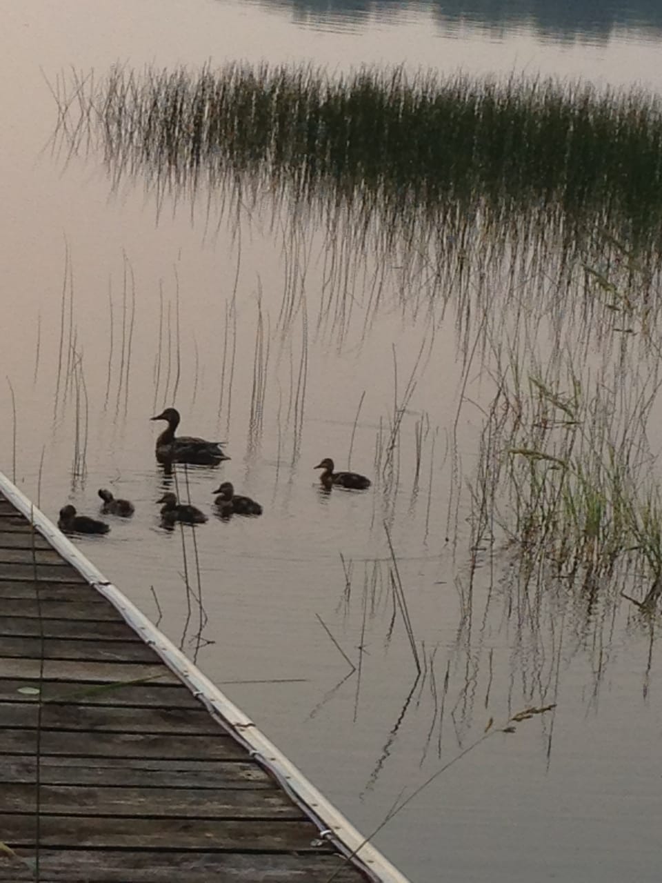 Spring time at Oak lake. 