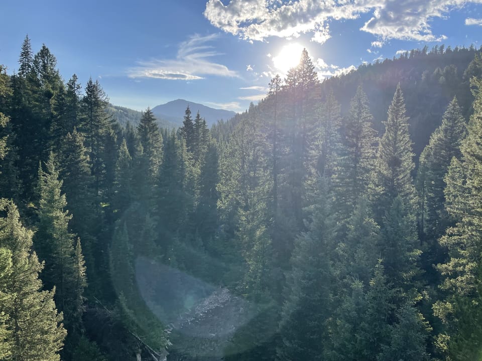 Find yourself amongst the trees.