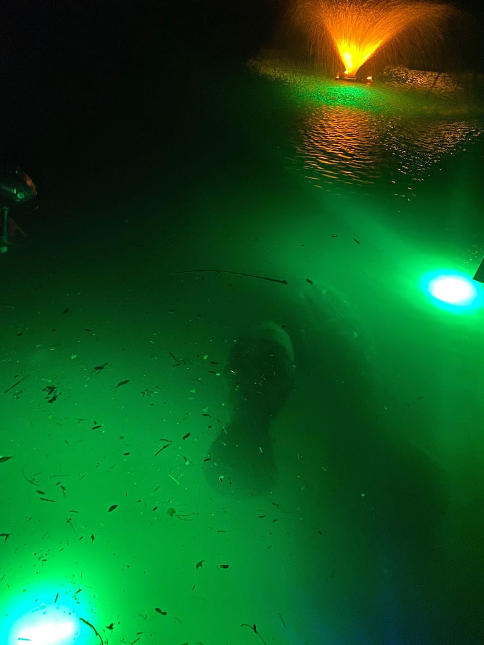 Momma & baby manatee ♥️