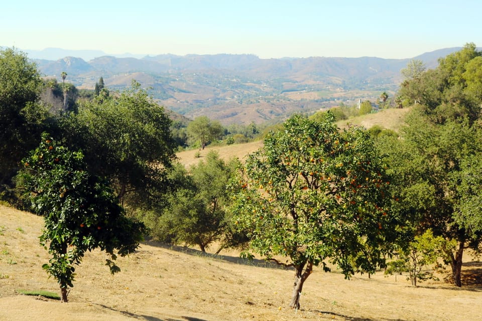 Help yourself to the fruit trees on our property 
